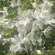 ヒメ日記 2025/04/27 12:00 投稿 みあ 60分10,000円 横浜関内2度ヌキ