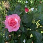 ヒメ日記 2025/05/03 12:00 投稿 みあ 60分10,000円 横浜関内2度ヌキ