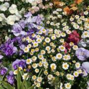 ヒメ日記 2025/05/11 12:00 投稿 みあ 60分10,000円 横浜関内2度ヌキ