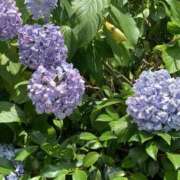 ヒメ日記 2025/06/23 20:25 投稿 みあ 60分10,000円 横浜関内2度ヌキ