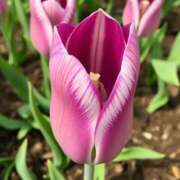 ヒメ日記 2025/07/30 18:36 投稿 ひまり ぼくらのデリヘルランドin久喜店