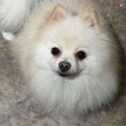 ヒメ日記 2025/07/24 04:00 投稿 めぐは（動画撮影OＫ） OKINI Tokyo in 蒲田