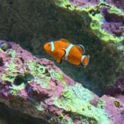 ヒメ日記 2025/07/25 17:12 投稿 めぐは（動画撮影OＫ） OKINI Tokyo in 蒲田