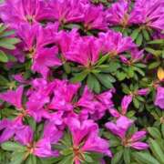 ヒメ日記 2025/04/24 10:23 投稿 木村 熟女デリヘル倶楽部