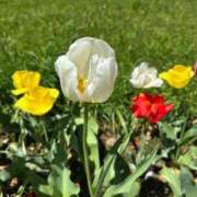 ヒメ日記 2025/04/17 15:52 投稿 七星(ななせ) グランドオペラ横浜