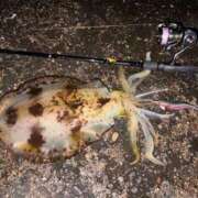 ヒメ日記 2026/02/20 12:39 投稿 みお 西船巨乳ぽっちゃり　乳神さま