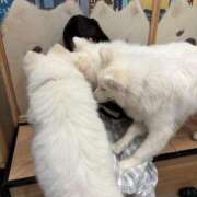 ヒメ日記 2025/06/22 18:57 投稿 ゆめ フォーチュン