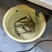 ヒメ日記 2025/12/08 08:50 投稿 蘭 角海老石亭