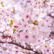 秋本 おはようございます。 鶯うぐ