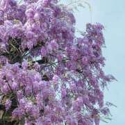 秋本 明日25日出勤します 鶯うぐ