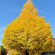 さよこ ありがとうございました☺️ 性腺熟女100％（デリヘル市場）