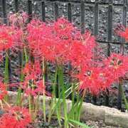 ヒメ日記 2025/10/21 16:15 投稿 こはく 熟女家 十三店