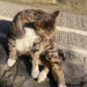 ヒメ日記 2025/04/29 13:41 投稿 瑠白 和香奈 レイ&マリア