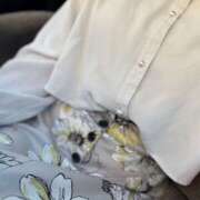 ヒメ日記 2025/12/18 01:18 投稿 影山 五月 こあくまな熟女たち 千葉店（KOAKUMAグループ）