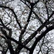 影山 五月 おはよ こあくまな熟女たち 千葉店（KOAKUMAグループ）