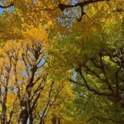 ヒメ日記 2025/11/21 12:10 投稿 そら 新宿平成女学園