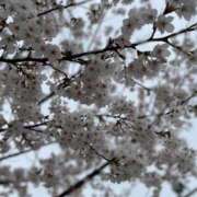 ヒメ日記 2025/04/11 11:47 投稿 なるみ ダンシングおっぱいTEAM爆