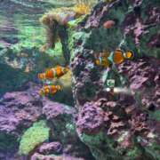 ヒメ日記 2025/10/03 22:09 投稿 りょう 白いぽっちゃりさん五反田店