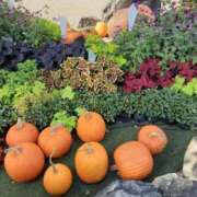 ヒメ日記 2025/10/03 08:55 投稿 あやか 熟女総本店