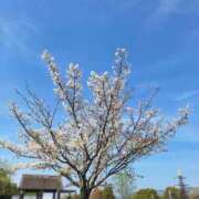 ヒメ日記 2026/04/04 09:02 投稿 あやか 熟女総本店