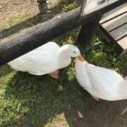 ヒメ日記 2025/04/17 08:58 投稿 りと 恋のうた