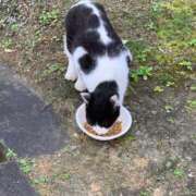 ヒメ日記 2025/04/29 12:32 投稿 りと 恋のうた