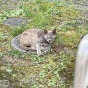 ヒメ日記 2025/05/16 10:50 投稿 りと 恋のうた