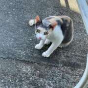 ヒメ日記 2025/06/11 12:43 投稿 りと 恋のうた