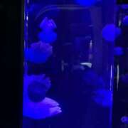 ヒメ日記 2025/06/12 14:08 投稿 りと 恋のうた