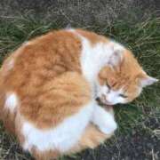 ヒメ日記 2025/06/20 10:49 投稿 りと 恋のうた