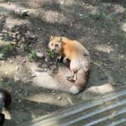 ヒメ日記 2025/07/21 12:35 投稿 りと 恋のうた