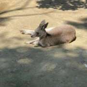 ヒメ日記 2025/07/23 14:14 投稿 りと 恋のうた