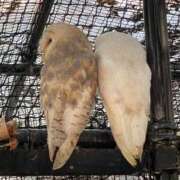 ヒメ日記 2025/11/25 10:25 投稿 りと 恋のうた