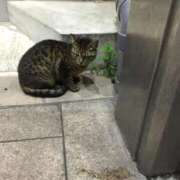 りと おはよーっ 恋のうた