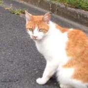 ヒメ日記 2025/12/23 11:17 投稿 りと 恋のうた