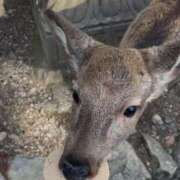 ヒメ日記 2026/01/07 10:54 投稿 りと 恋のうた