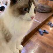 ヒメ日記 2026/03/14 11:33 投稿 りと 恋のうた