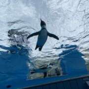 ヒメ日記 2026/03/21 13:26 投稿 りと 恋のうた