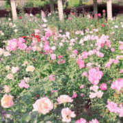 ヒメ日記 2025/05/13 22:45 投稿 なごみ 奥鉄オクテツ東京店（デリヘル市場）