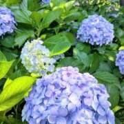 ヒメ日記 2025/06/26 09:55 投稿 なごみ 奥鉄オクテツ東京店（デリヘル市場）