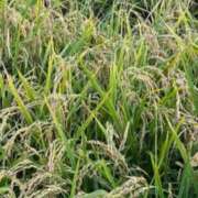 ヒメ日記 2025/09/03 10:13 投稿 りょうこ 千葉人妻セレブリティ（ユメオト）