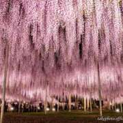 ヒメ日記 2025/12/23 17:10 投稿 りょうこ 千葉人妻セレブリティ（ユメオト）