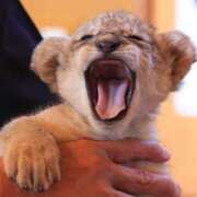 ヒメ日記 2026/01/26 18:19 投稿 りょうこ 千葉人妻セレブリティ（ユメオト）