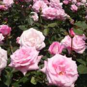 ヒメ日記 2026/04/14 08:01 投稿 りょうこ 千葉人妻セレブリティ（ユメオト）