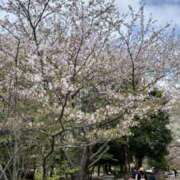 ヒメ日記 2025/04/18 00:56 投稿 まあ 千葉人妻セレブリティ（ユメオト）