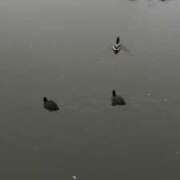 ヒメ日記 2025/11/08 11:22 投稿 まあ 千葉人妻セレブリティ（ユメオト）