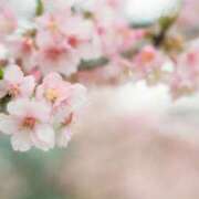 ヒメ日記 2025/04/17 23:44 投稿 はるひ スイカ