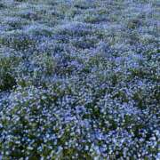 ヒメ日記 2025/04/13 23:02 投稿 なつめ 人妻倶楽部内緒の関係 柏店