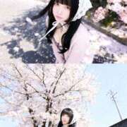 ヒメ日記 2026/03/30 12:04 投稿 黒美せいか 水戸ソープ アイドル彼女