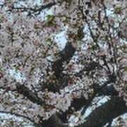 ヒメ日記 2025/04/11 14:18 投稿 みかこ(昭和43年生まれ) 熟年カップル名古屋～生電話からの営み～